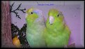 Papousicek vrabci 1,1 1